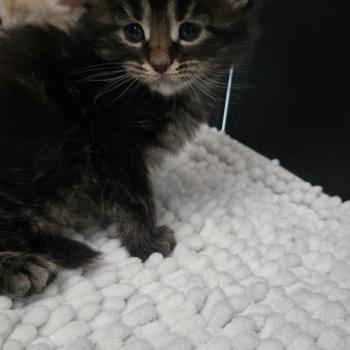 chaton Maine coon brown blotched tabby Browni Chatterie Des Coons de l'ouanne