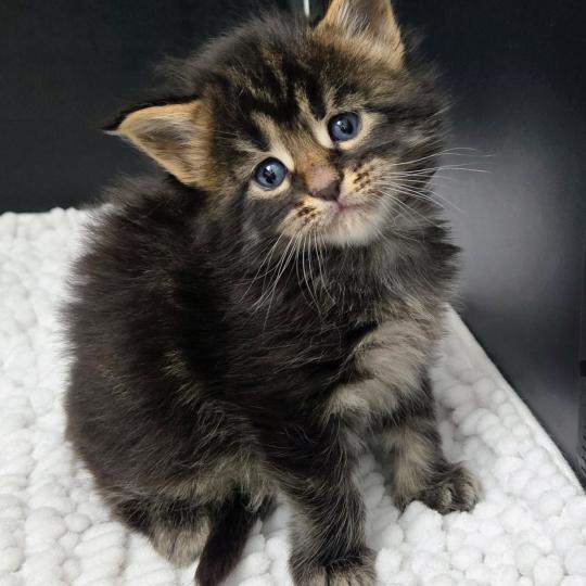 Browni Mâle Maine coon