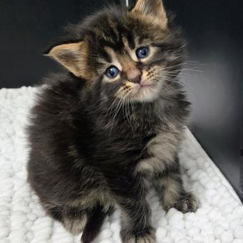 chaton Maine coon brown blotched tabby Browni Chatterie Des Coons de l'ouanne