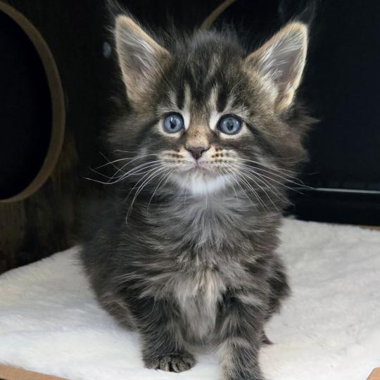 Brownie Femelle Maine coon