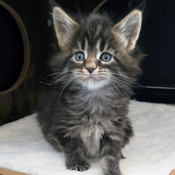 chaton Maine coon brown blotched tabby Brownie Chatterie Des Coons de l'ouanne