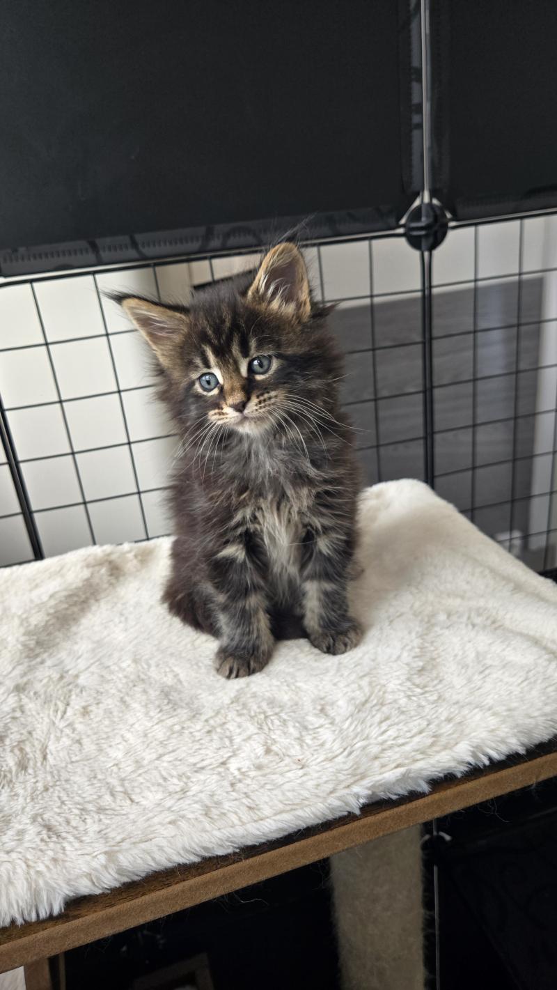 Blue Femelle Maine coon