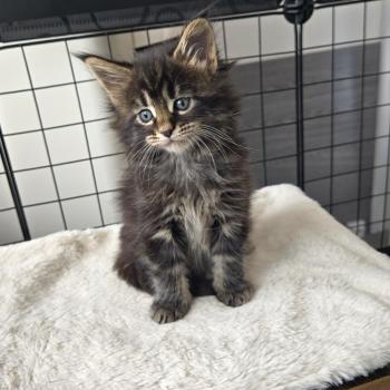 chaton Maine coon brown blotched tabby Brownie Chatterie Des Coons de l'ouanne