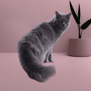 United Femelle Maine coon