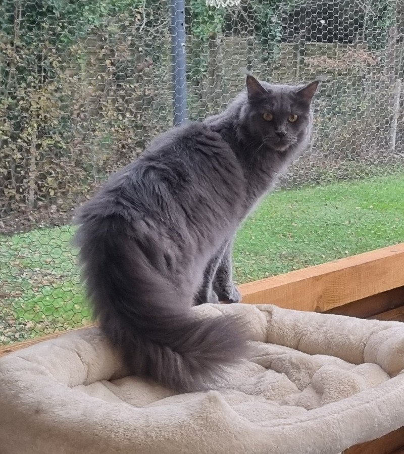 United Femelle Maine coon United Femelle Maine coon