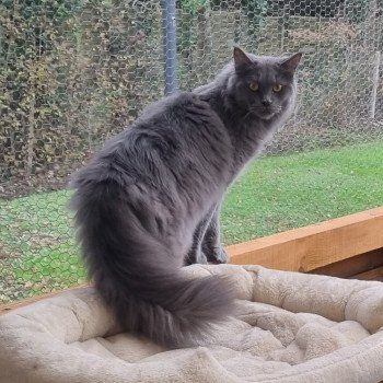 chat Maine coon blue shaded United Chatterie Des Coons de l'ouanne chat Maine coon blue shaded United Chatterie Des Coons de l'ouanne