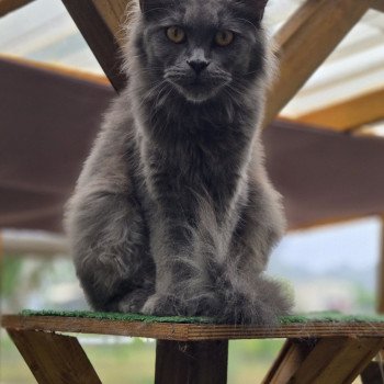 chat Maine coon blue smoke United Chatterie Des Coons de l'ouanne