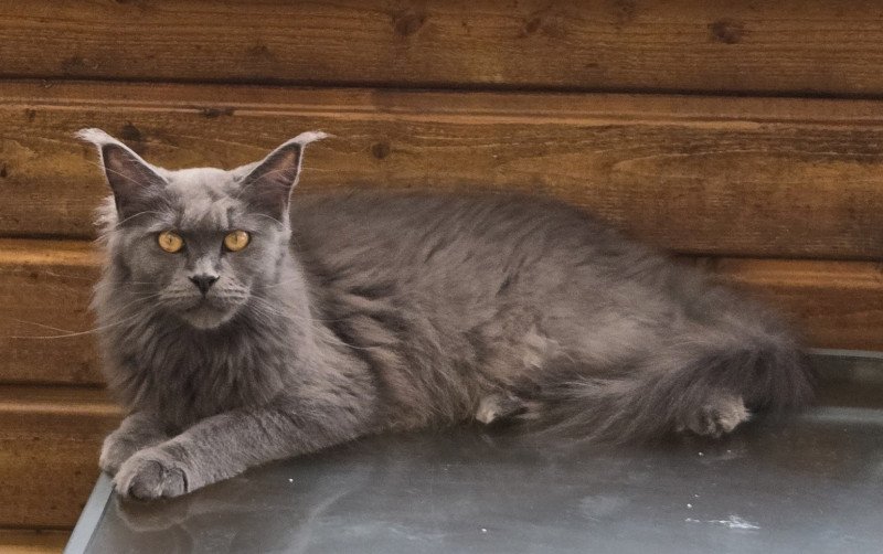 United Femelle Maine coon