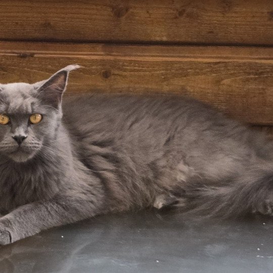United Femelle Maine coon