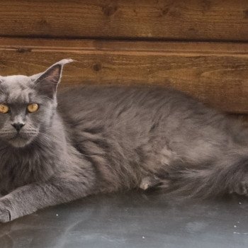 United Femelle Maine coon