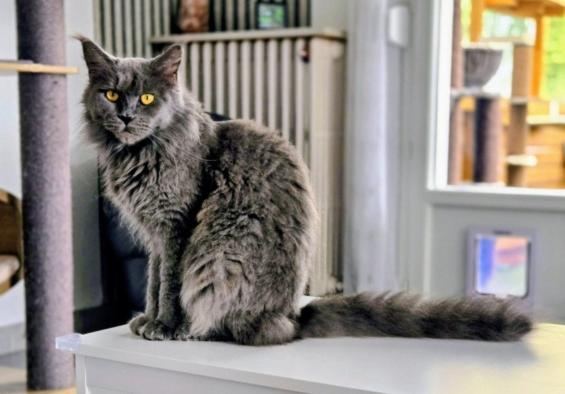 United Femelle Maine coon