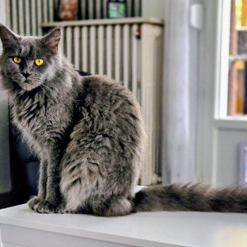 chat Maine coon blue smoke United Chatterie Des Coons de l'ouanne