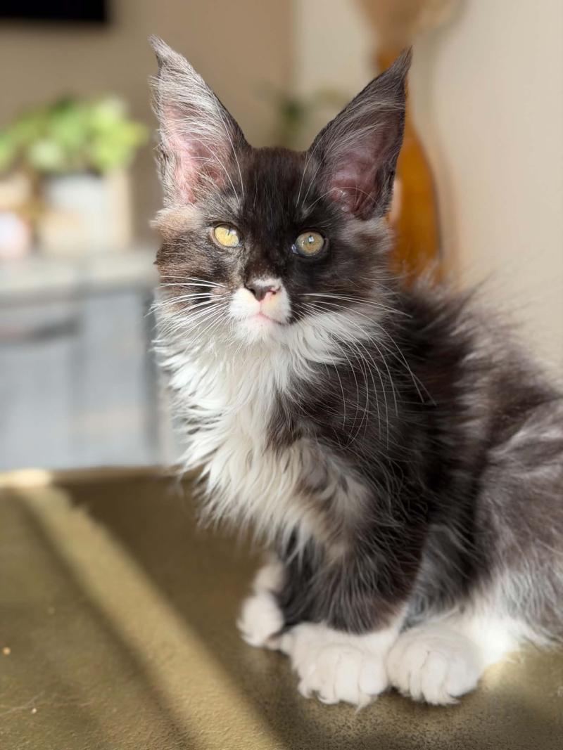 Bounty Mâle Maine coon polydactyle