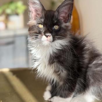 chat Maine coon polydactyle black smoke bicolor Bounty Chatterie Des Coons de l'ouanne