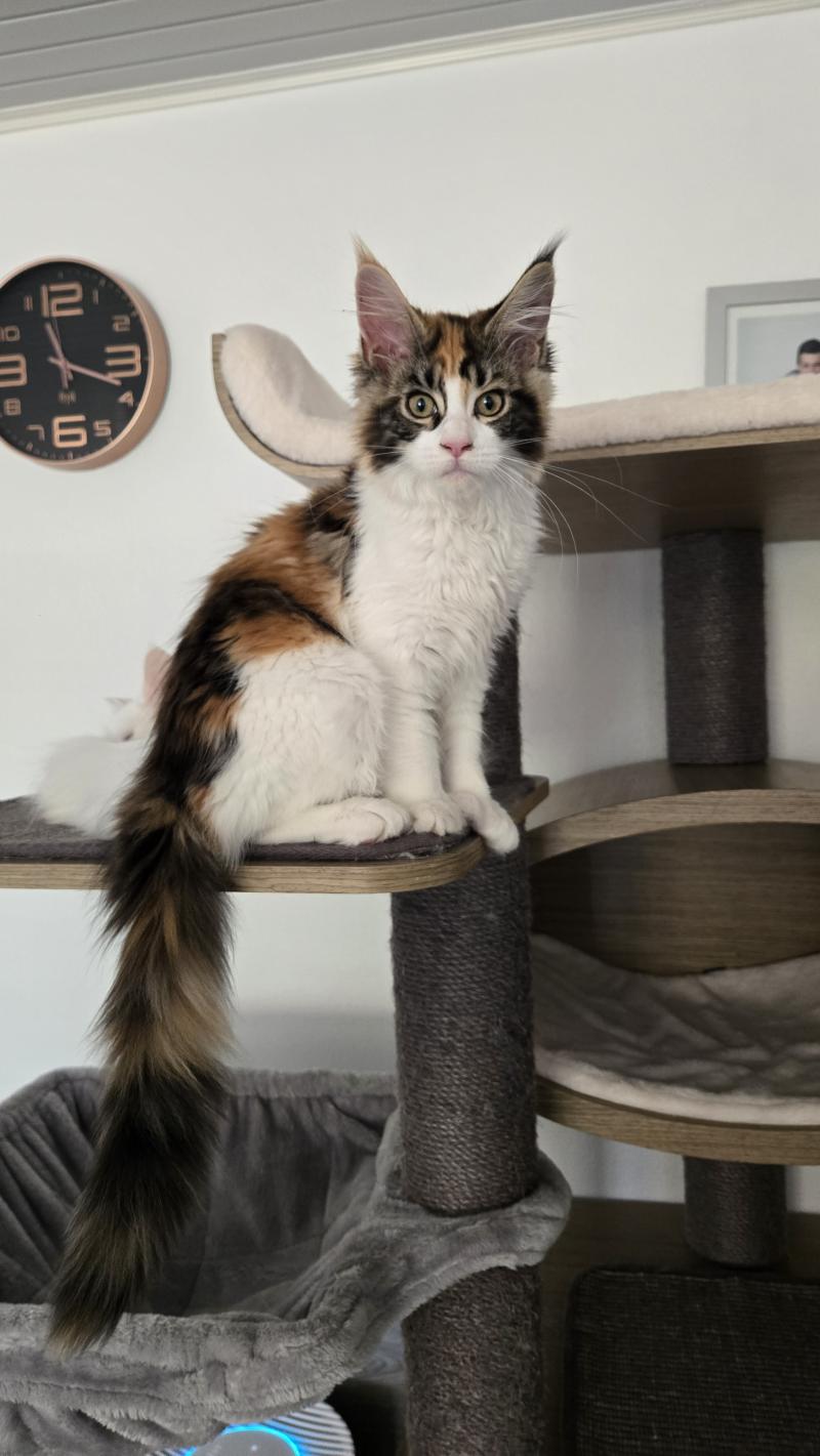 Brownie Femelle Maine coon polydactyle