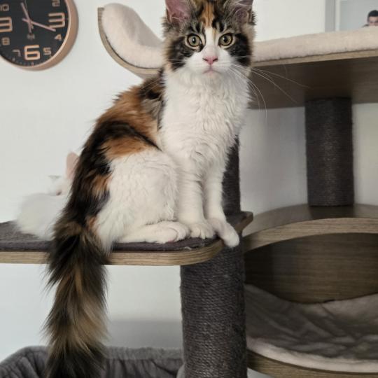 Brownie Femelle Maine coon polydactyle