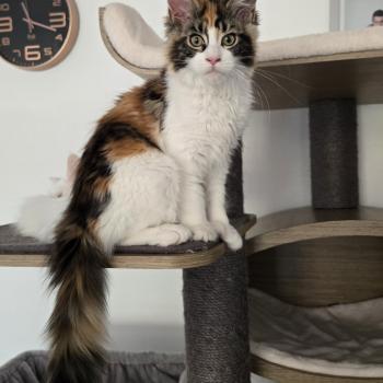 chat Maine coon polydactyle Brownie Chatterie Des Coons de l'ouanne