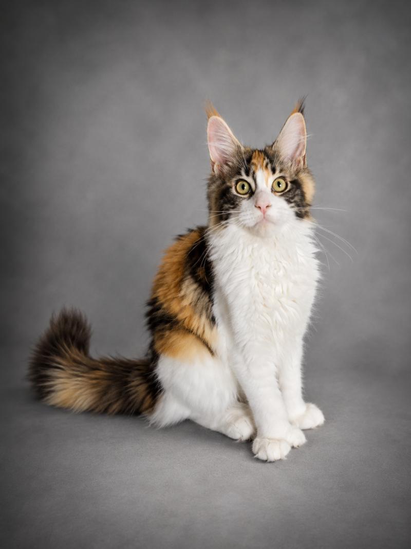 Brownie Femelle Maine coon polydactyle
