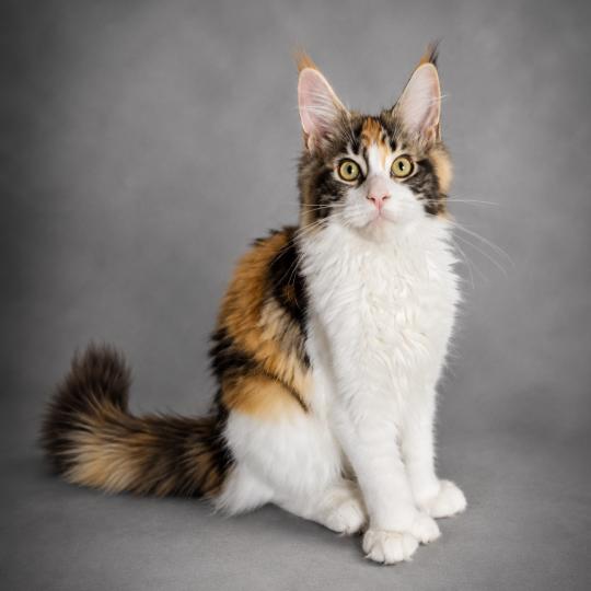 Brownie Femelle Maine coon polydactyle