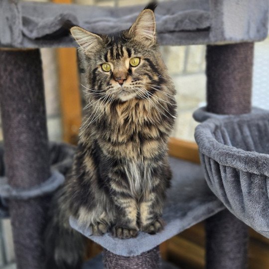 Tyson Mâle Maine coon