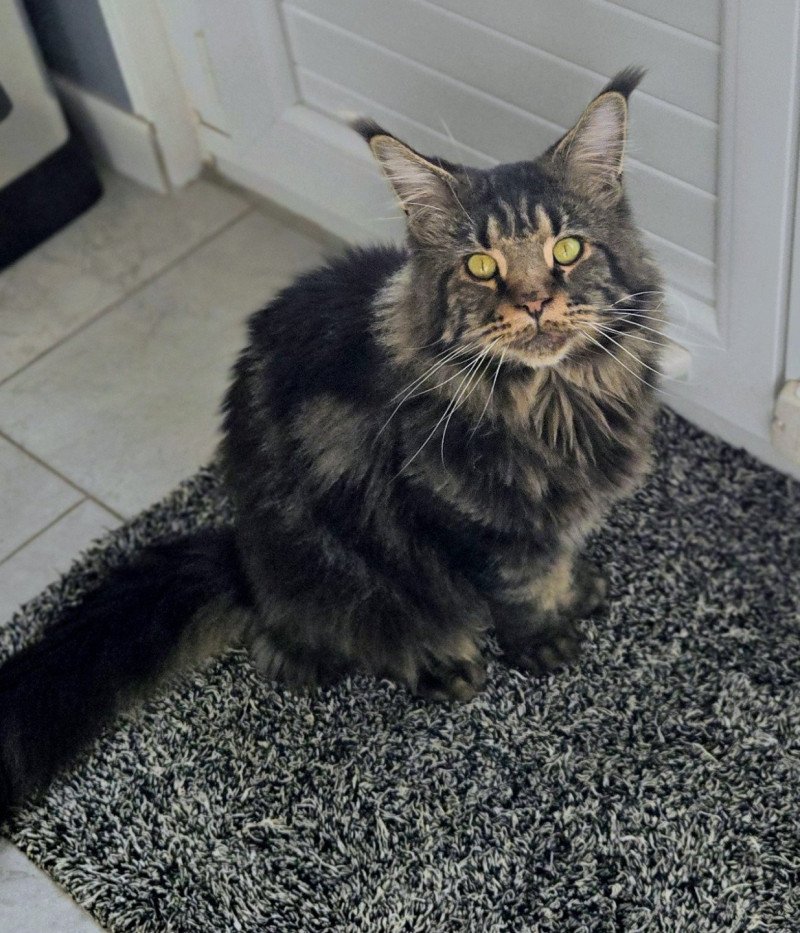 Tyson Mâle Maine coon
