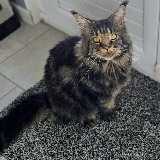 Tyson Mâle Maine coon