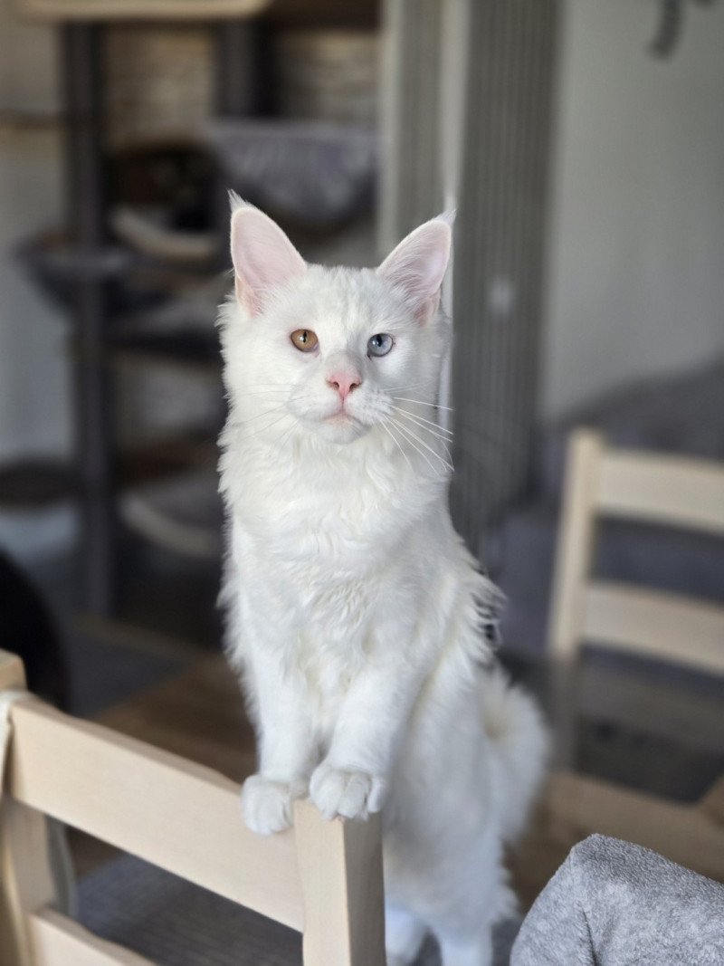 Vaiana Femelle Maine coon Vaiana Femelle Maine coon