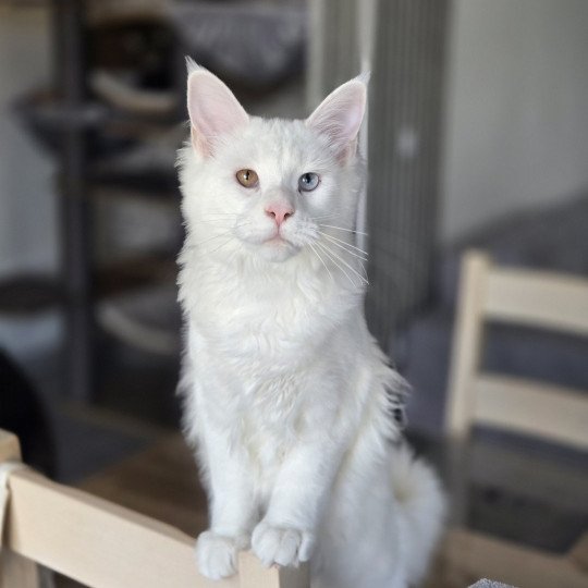 Vaiana Femelle Maine coon