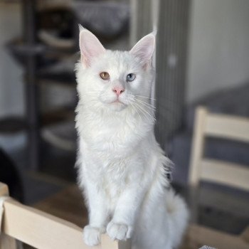 chaton Maine coon white Vaiana Chatterie Des Coons de l'ouanne chaton Maine coon white Vaiana Chatterie Des Coons de l'ouanne