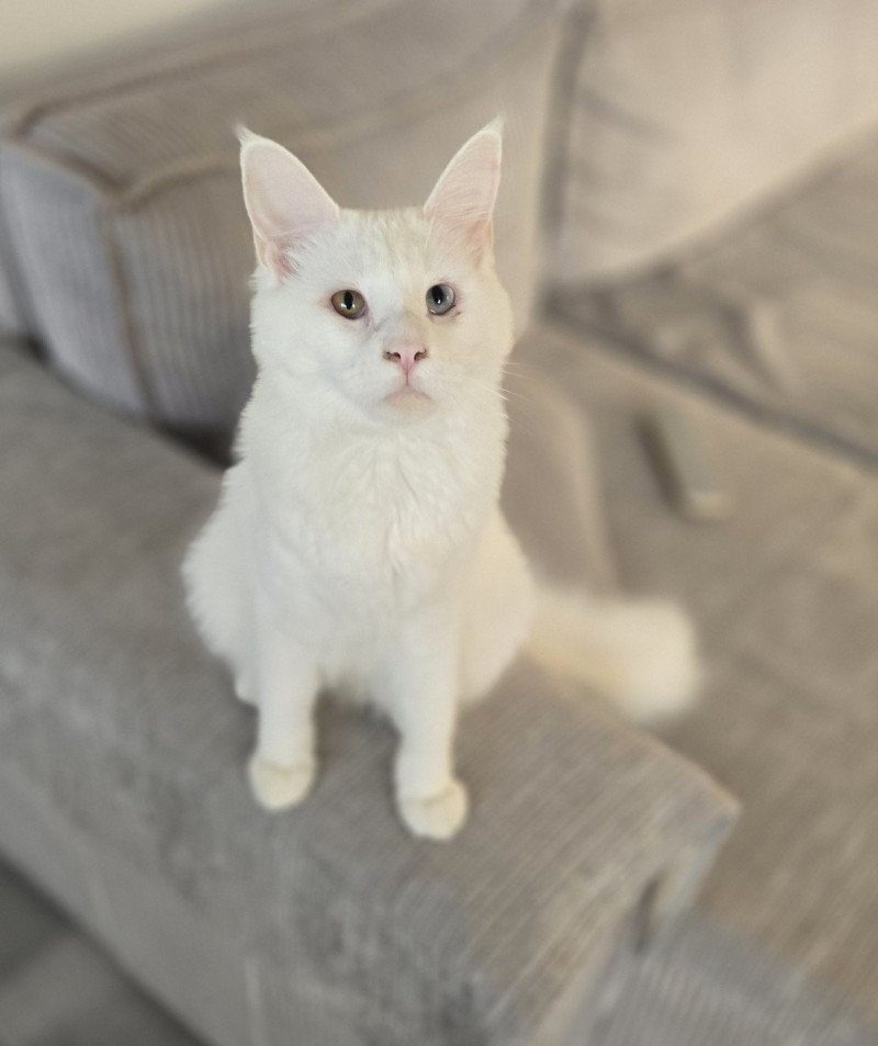 Vaiana Femelle Maine coon