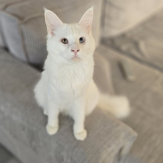 Vaiana Femelle Maine coon