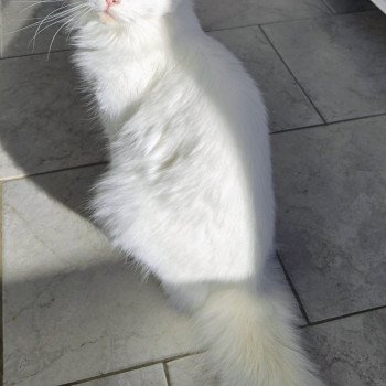 chat Maine coon white Vaiana Chatterie Des Coons de l'ouanne