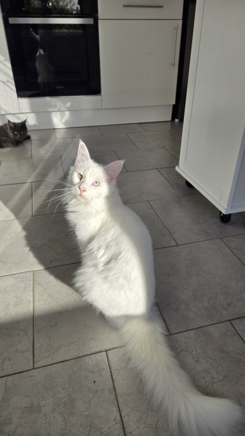 Vaiana Femelle Maine coon