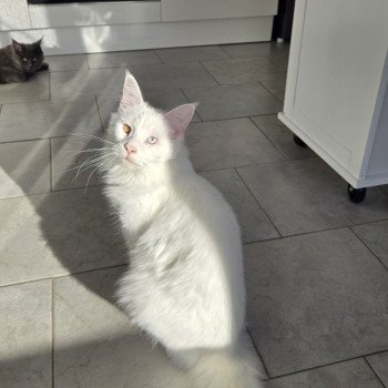 chat Maine coon white Vaiana Chatterie Des Coons de l'ouanne