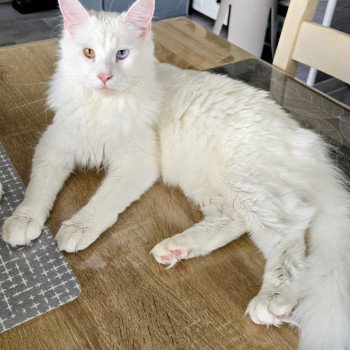chat Maine coon white Vaiana Chatterie Des Coons de l'ouanne