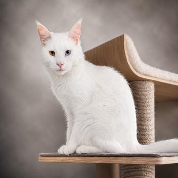 chat Maine coon white Vaiana Chatterie Des Coons de l'ouanne