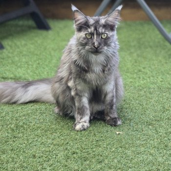 Zephira Femelle Maine coon