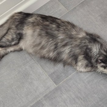 chat Maine coon black tortie silver blotched tabby Zephira Chatterie Des Coons de l'ouanne