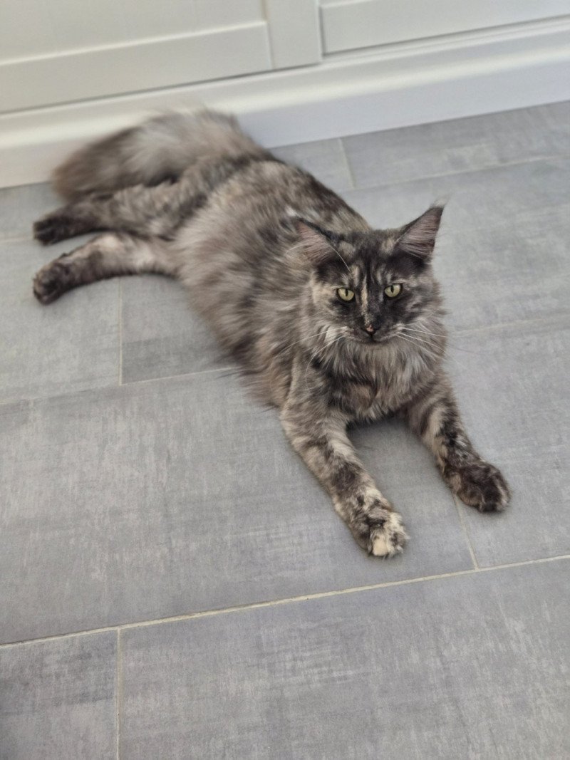 Zephira Femelle Maine coon