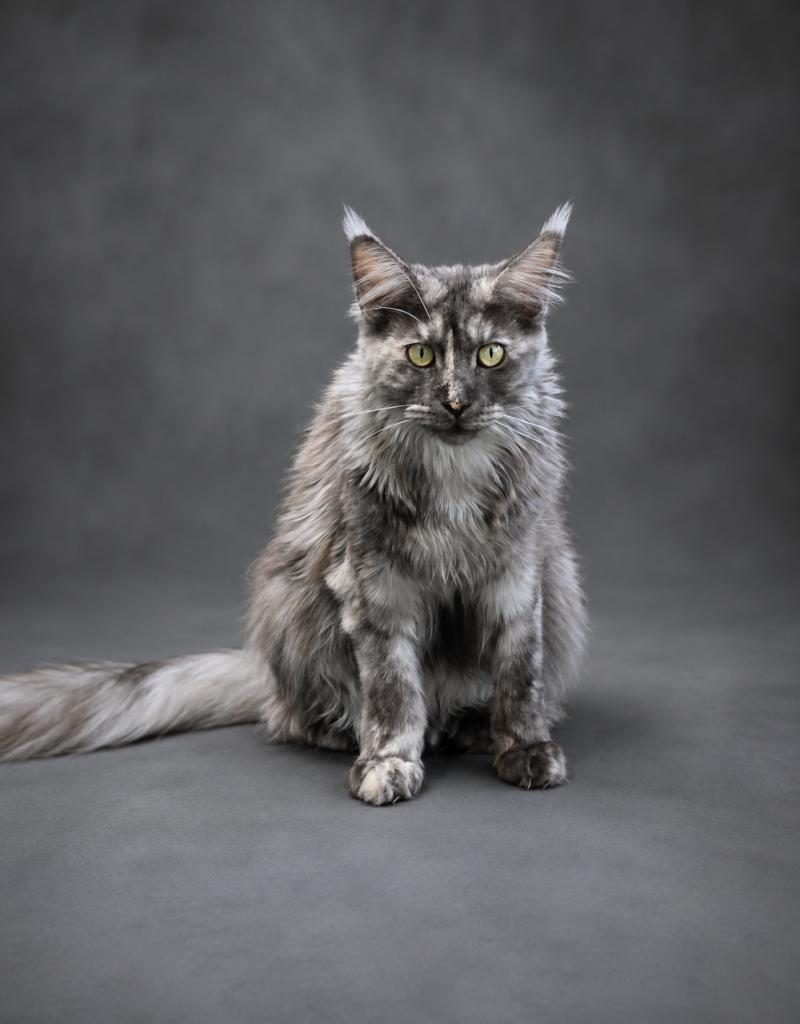 Zephira Femelle Maine coon