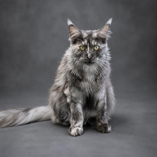 Zephira Femelle Maine coon