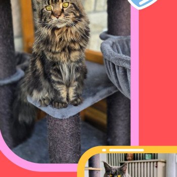 Mariage United ❤ Tyson